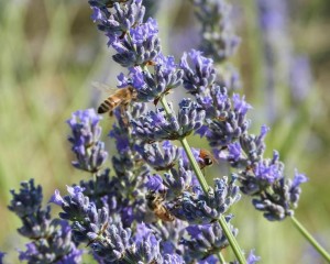 lavanda